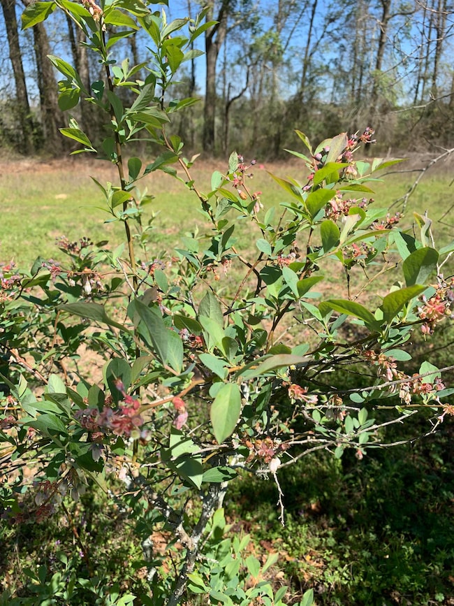 1067 Compton Rd, Brantley, AL 36009 - photo 7