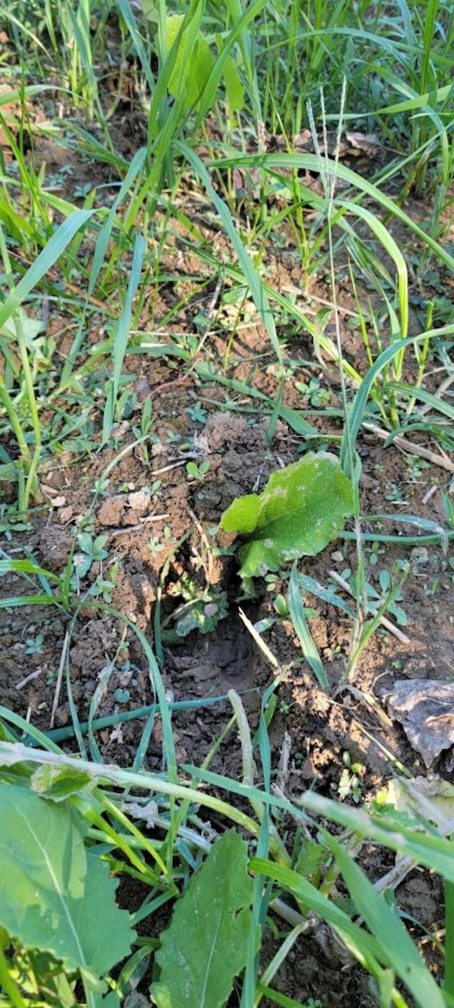 0 Low Gap Rd unit 25151943, Shoals, IN 47581 - photo 7