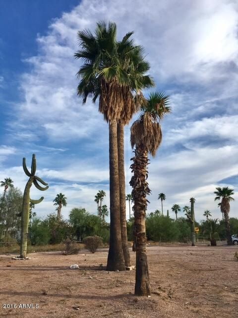 TALL DESERT PALMS