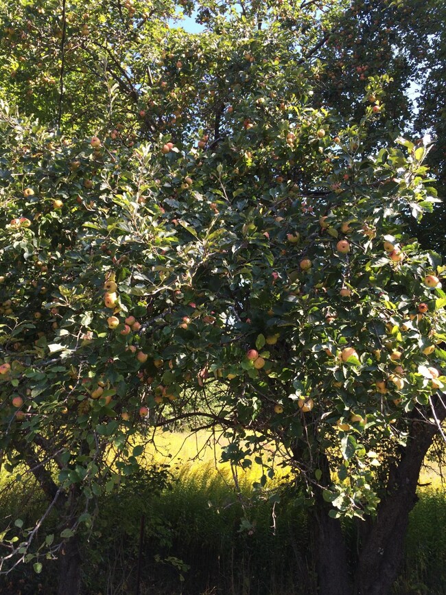 Apple Tree