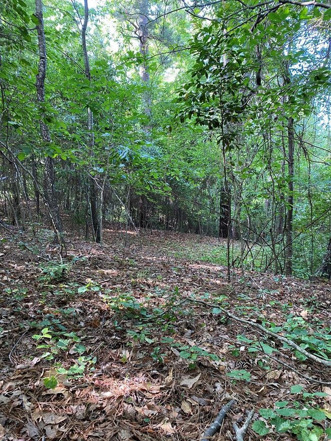 Another View of House Site Location