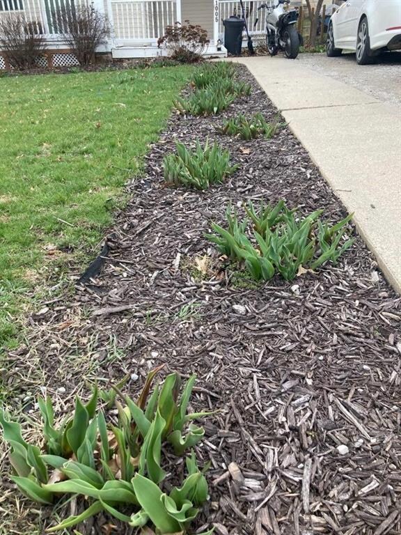 Perennials