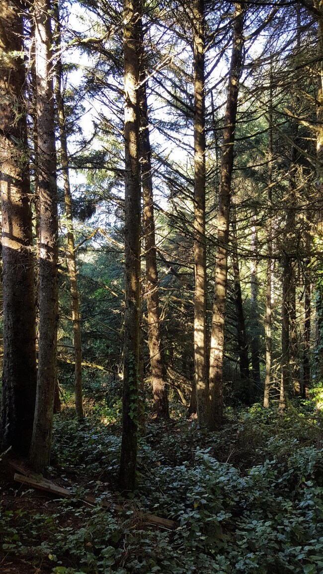 Woods in back of property