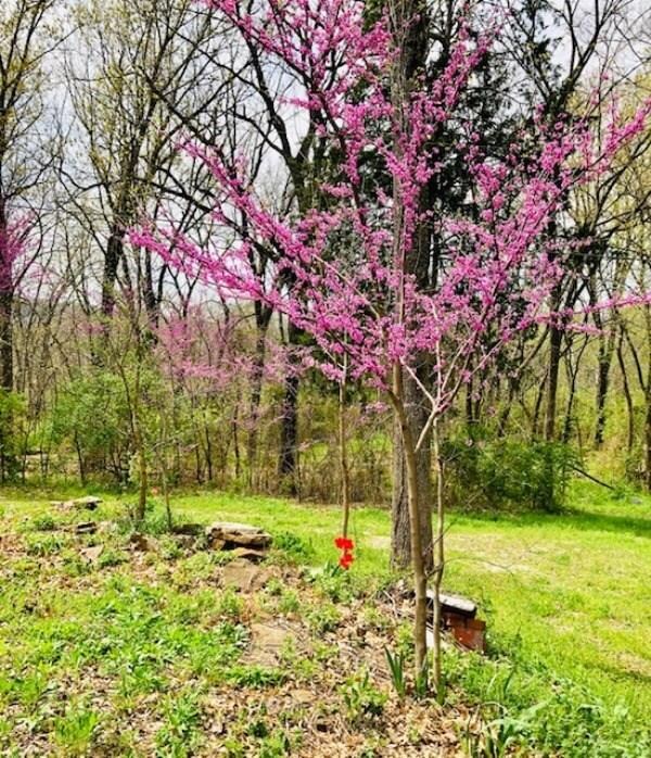 14108 S Highway 71, West Fork, AR 72774 - photo 6