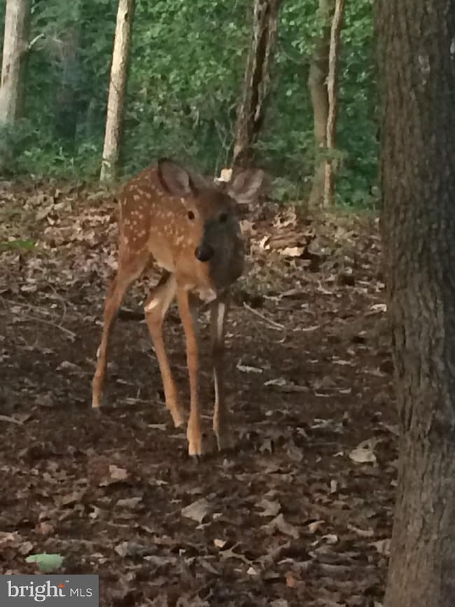 2900 Spring Pond Ct, Davidsonville, MD 21035 - photo 7