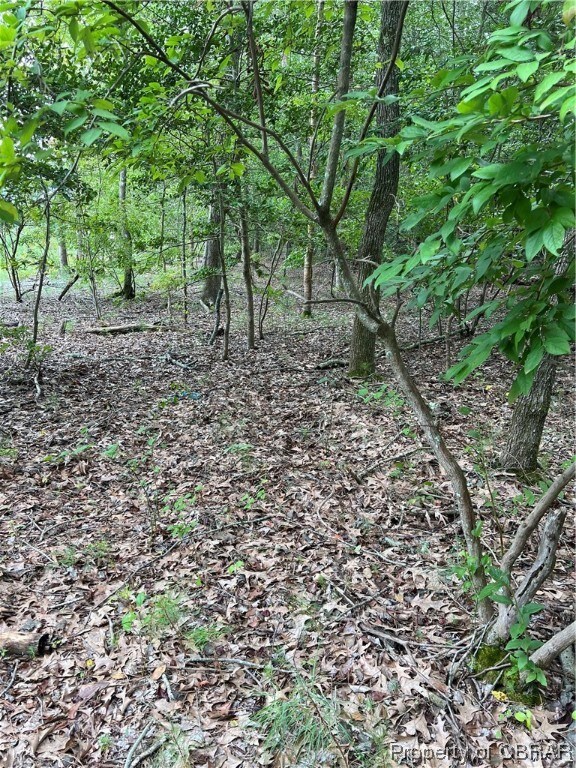 View of local wilderness