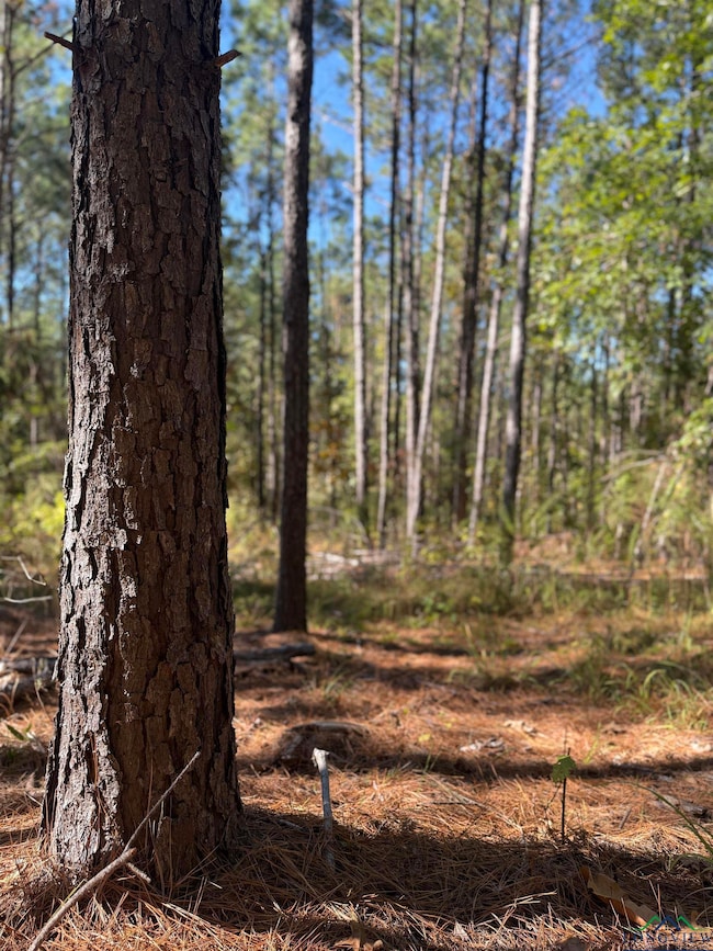 781 Sand Country Rd, Jefferson, TX 75657 - photo 3