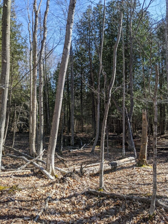 Gorman Rd. St. Ignace MI (1)