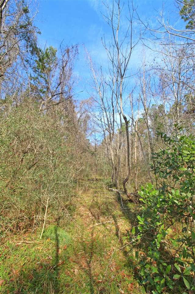 0 Harley Davidson Ln unit 289898, Crawfordville, FL 32327 - photo 5