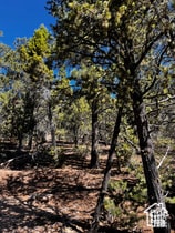 View of undeveloped land