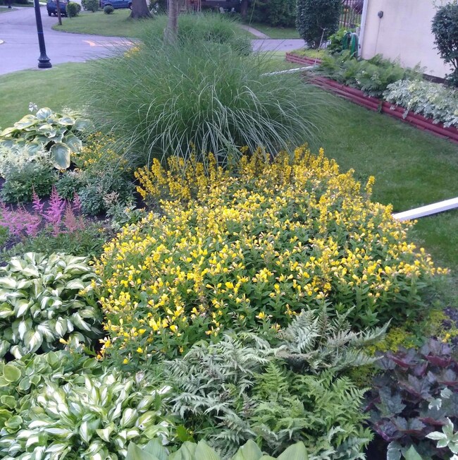 Side Garden