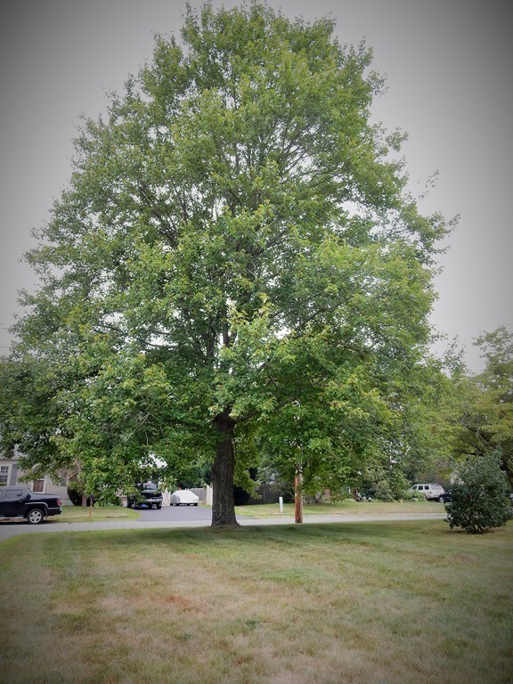 15 Apollo Rd, Whitman, MA 02382 - photo 7