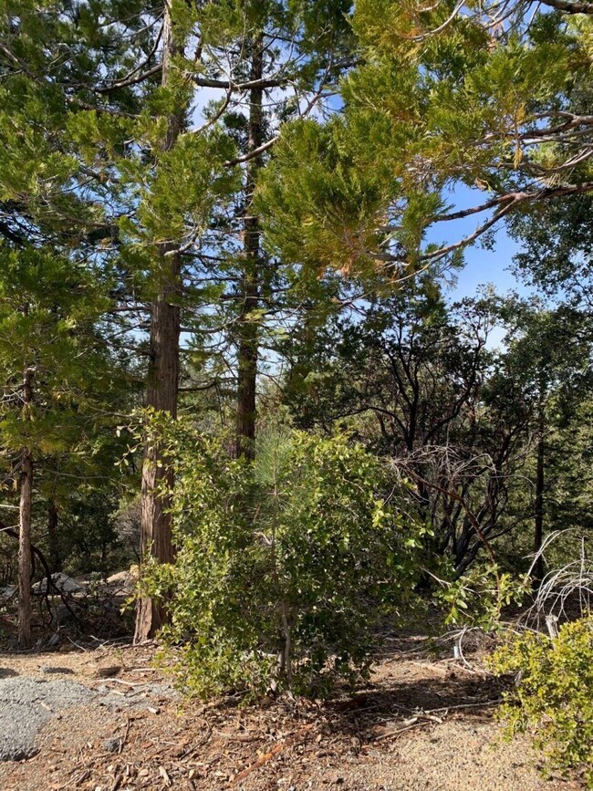 Forested Lot