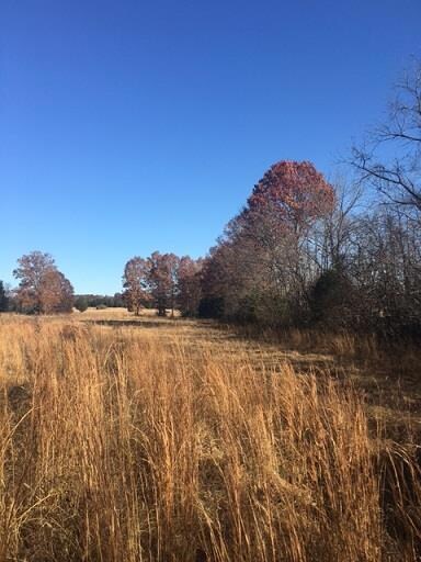 Another pic of open field surrounded by trees