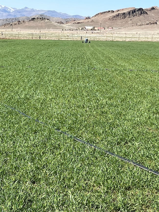 3995 Bacon Rind Rd, Reno, NV 89510 - photo 4