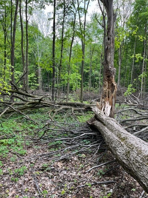 woods 2