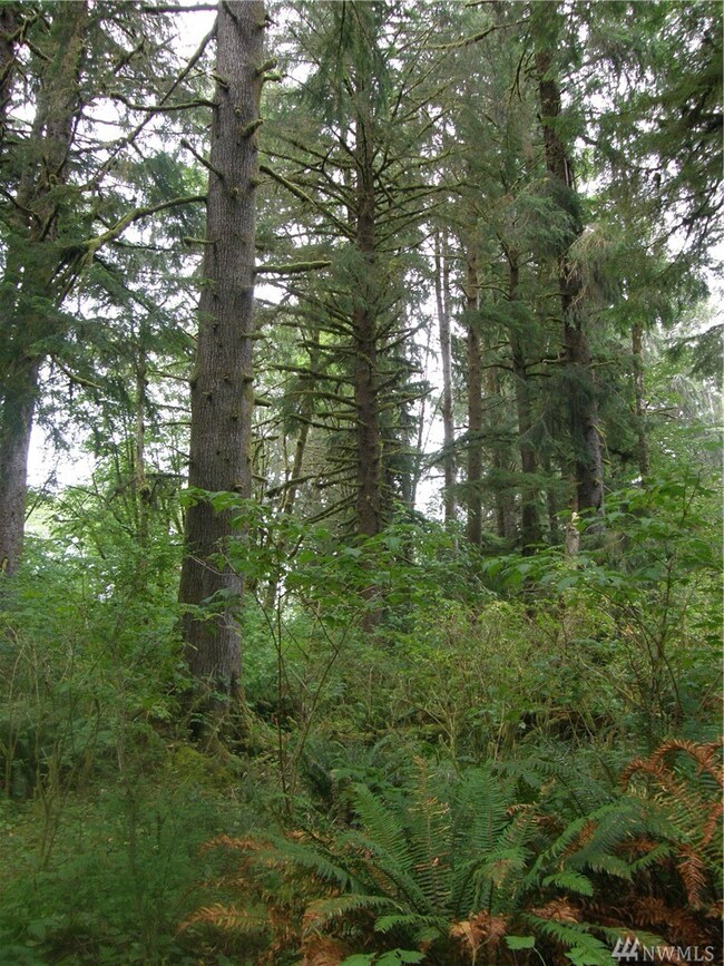 0 Elkhorn Rd, Raymond, WA 98577 - photo 7