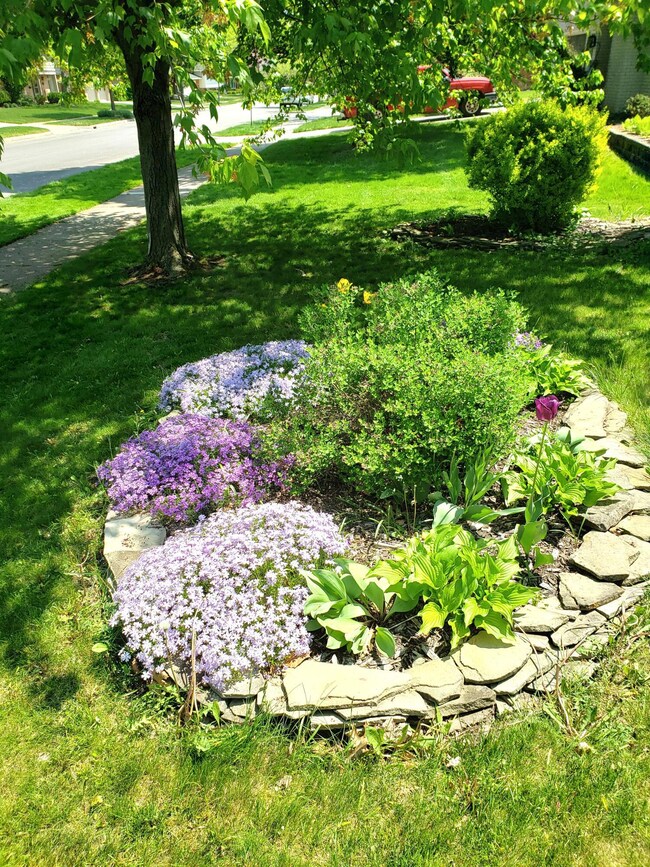 Front garden Creeping Phlox