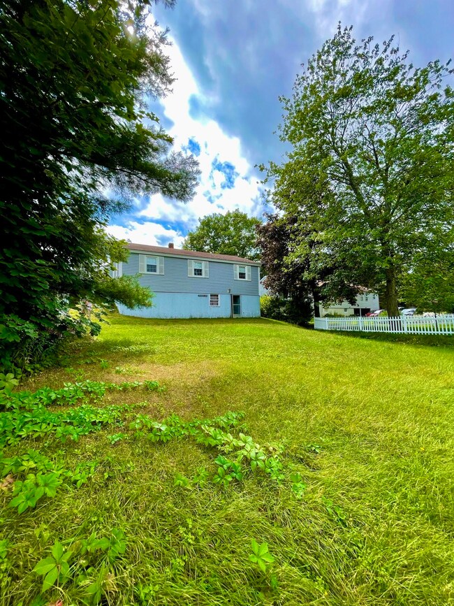 Backyard 1