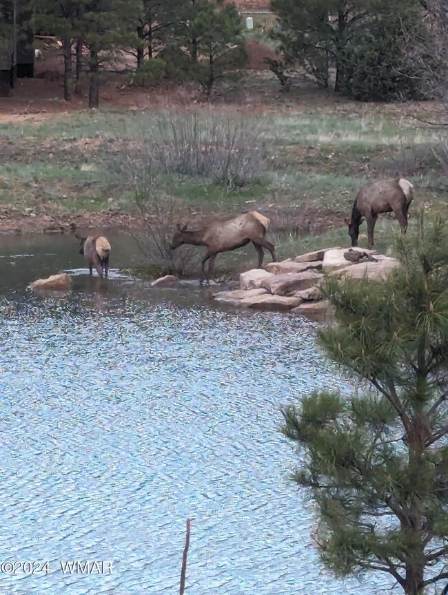 WILD LIFE IN YOUR BACK YARD