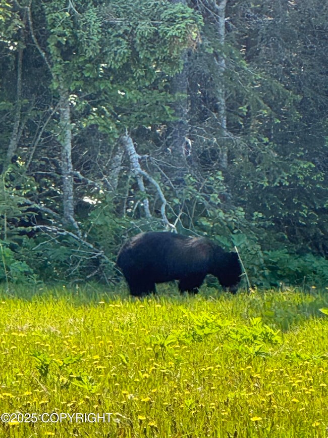 Wildlife