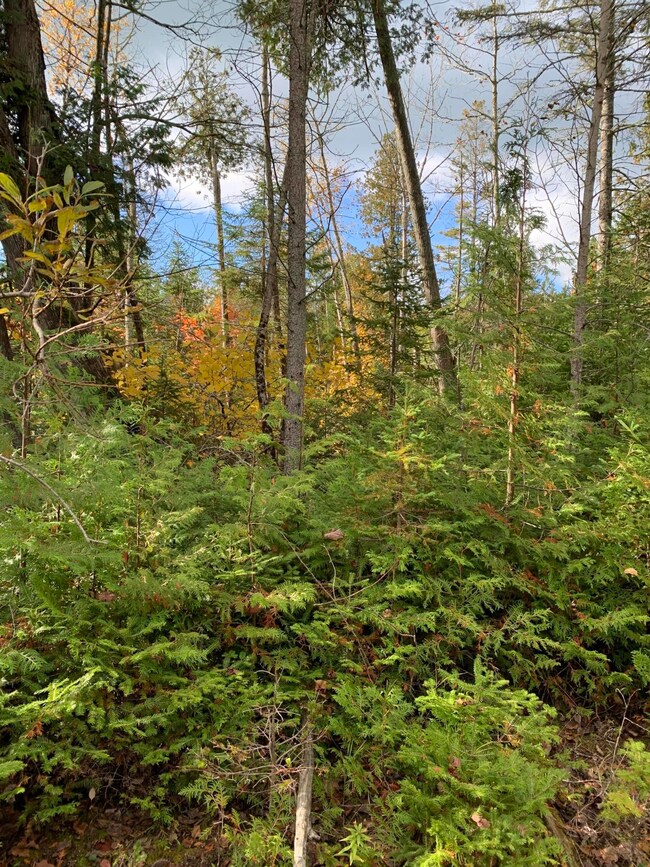 TREED AREA NEAR GARAGE SITE