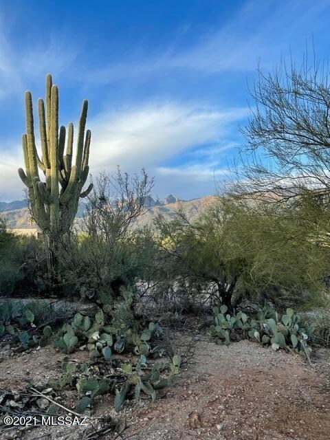 Perfect Saguaro to Design Around