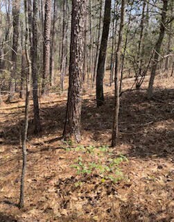 0 Leitner Mill Rd, Harlem, GA 30814 - photo 4