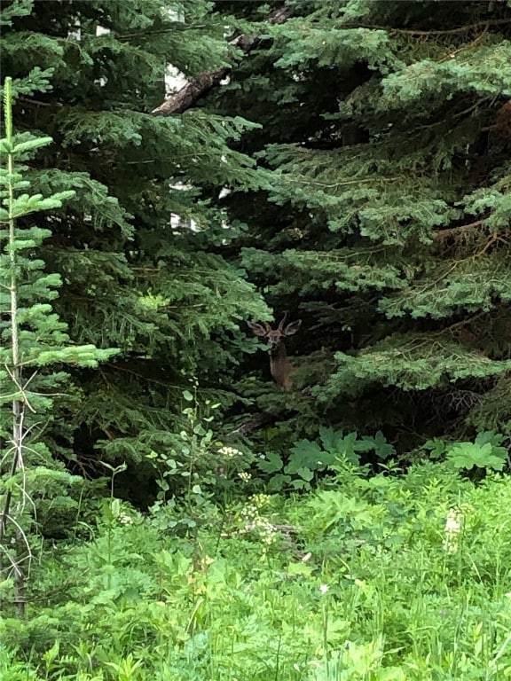 Local deer passing through