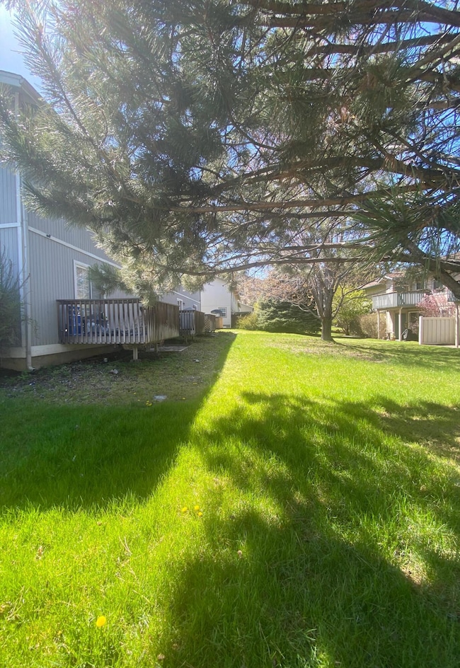backyard pic 1
