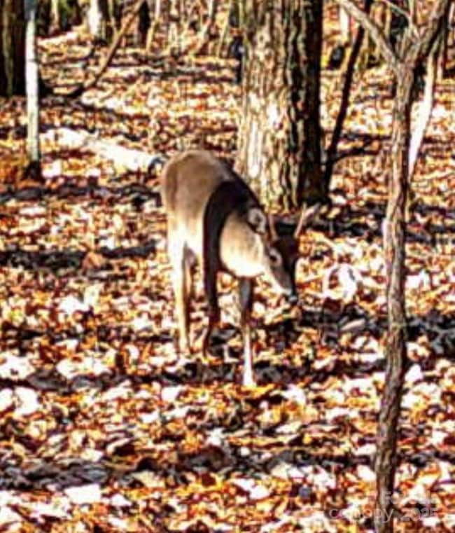 TBD Southfork Rd, Lincolnton, NC 28092 - photo 5