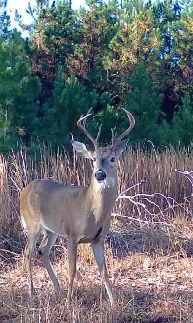 0 Jamestown Rd unit 25323571, Waycross, GA 31503 - photo 2