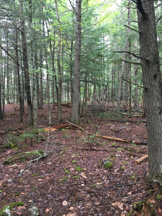 Lot View
