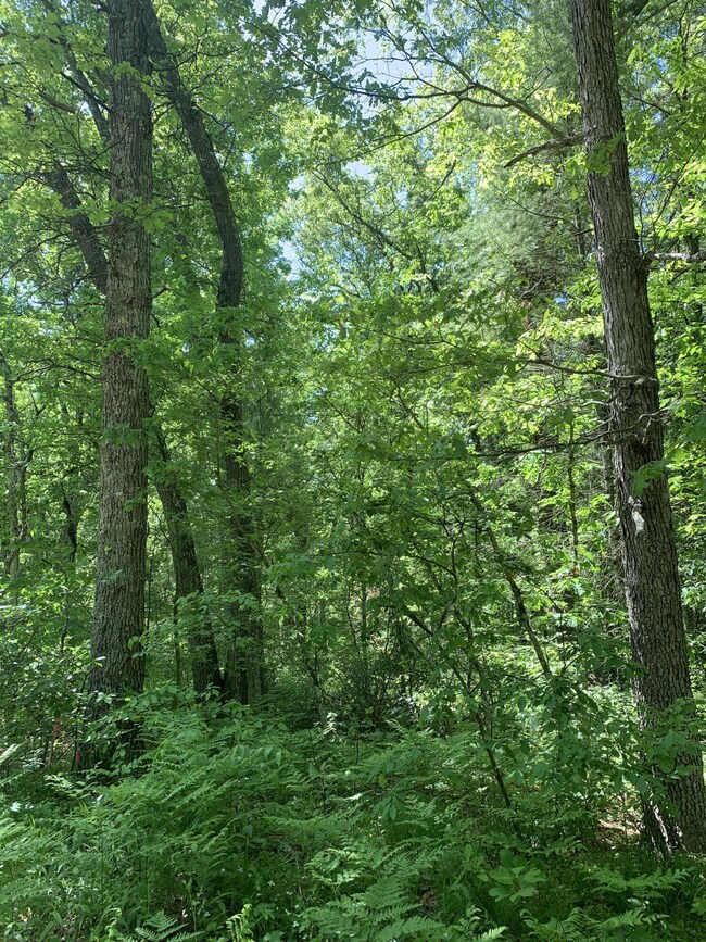 Wooded Property