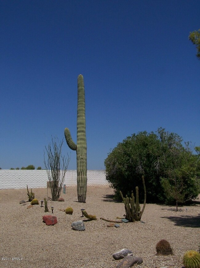 Your Own Arizona Cactus
