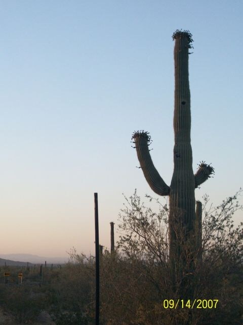 more cacti