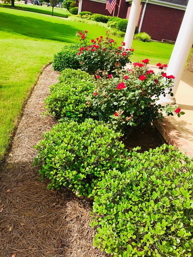 1006 Scarlett Dr, Oxford, MS 38655 - photo 5