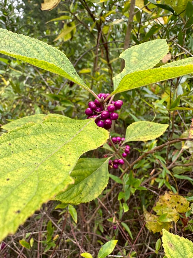 Tract#6418 Mattox Springs Rd unit North 2, Caryville, FL 32427 - photo 2
