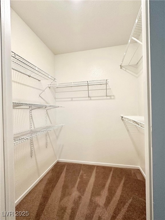 Spacious closet featuring carpet flooring