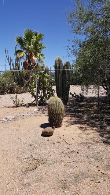 Front yard