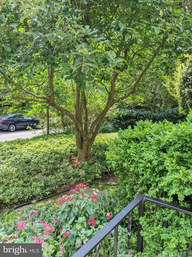 7104 Oakridge Ave, Chevy Chase, MD 20815 - photo 4