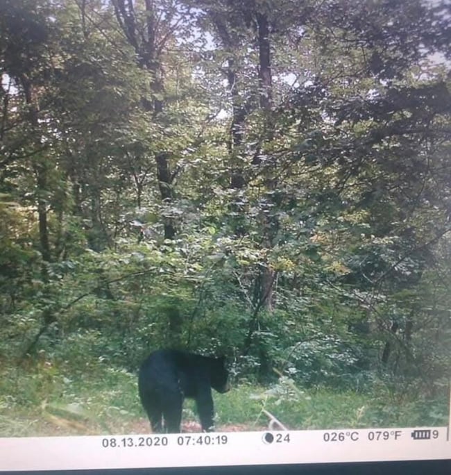 300 Goebel White Rd, Carlisle, KY 40311 - photo 7