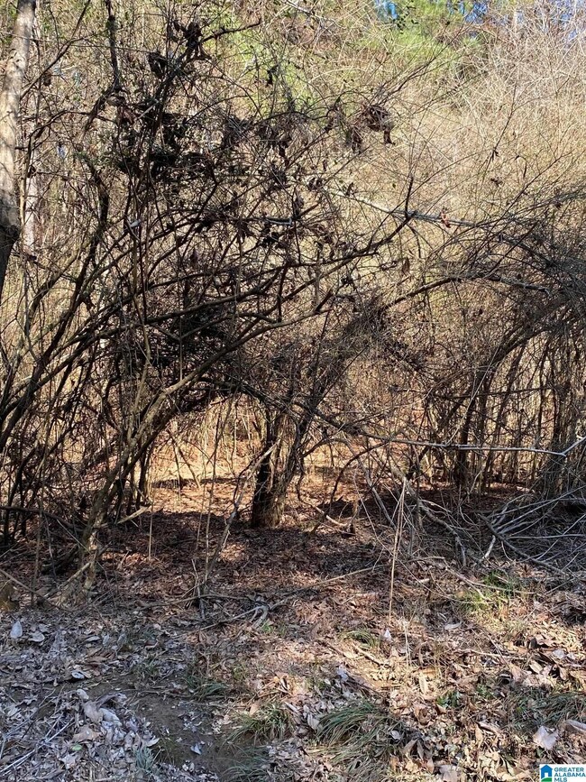 0 Crestwood Rd unit 116 1311025, Talladega, AL 35160 - photo 4