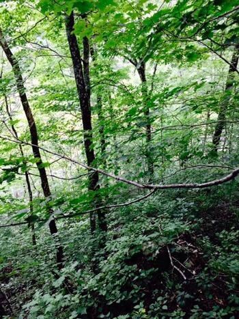 4701 Poplarville Rd, Somerset, KY 42501 - photo 5