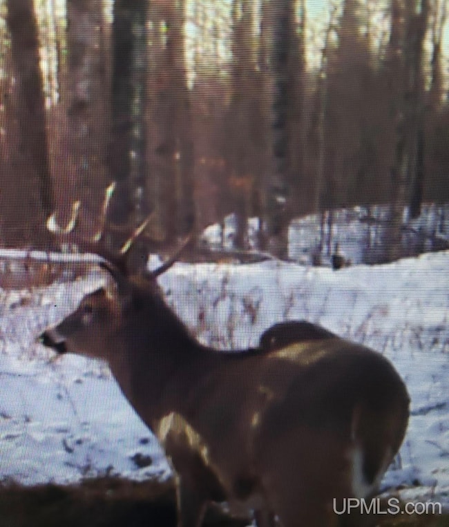 6851 Thompson 41 5 Rd, Rapid River, MI 49878 - photo 7