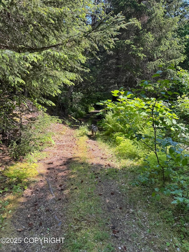 Trail