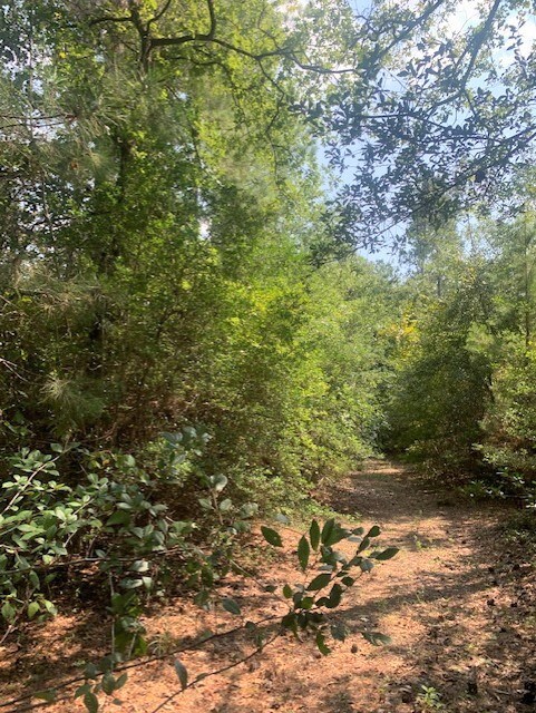 View of tree filled area