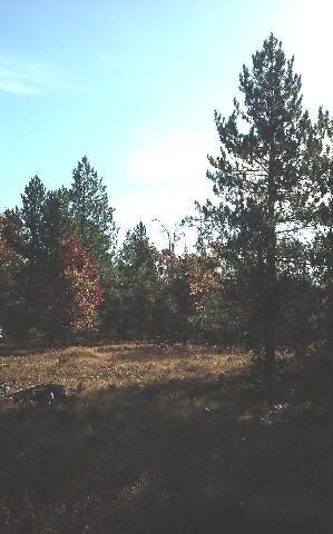 trees