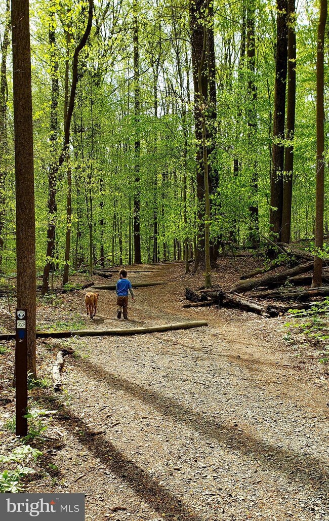 6611 Jupiter Hills Cir unit D, Alexandria, VA 22312 - photo 7