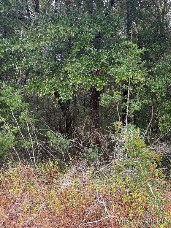 429 E Skyline Ave, Geneva, AL 36340 - photo 5